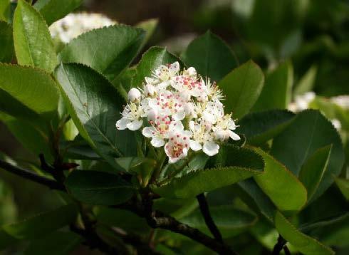 Tabulka 1: Taxonomické zařazení aronie (Aronia melanocarpa) [6] Říše Podříše Oddělení Třída Řád Čeleď Rod Druh Rostliny (Plantae) vyšší rostliny (Cormobionta) krytosemenné (Magnoliophyta) vyšší