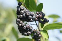 2 TEORETICKÁ ČÁST 2.1 Aronie Aronie (lidově nazývaná černý jeřáb ) je všestrannou léčivou rostlinou pro posílení našeho zdraví.