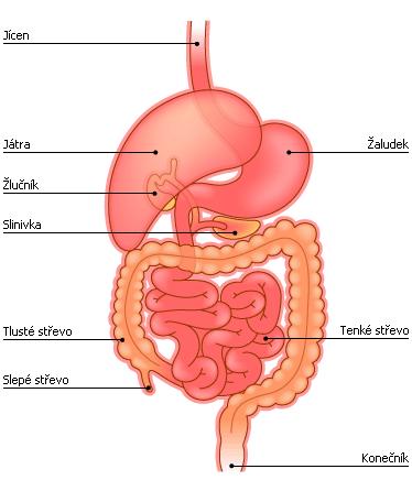 Trávicí (gastrointestinální) trakt Žaludek Tenké střevo Dvanáctník