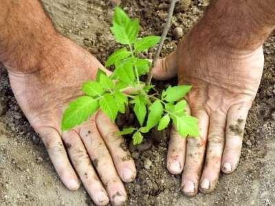 vzcházení 0,6 l/ha dělená aplikace T1 - před výsadbou T2