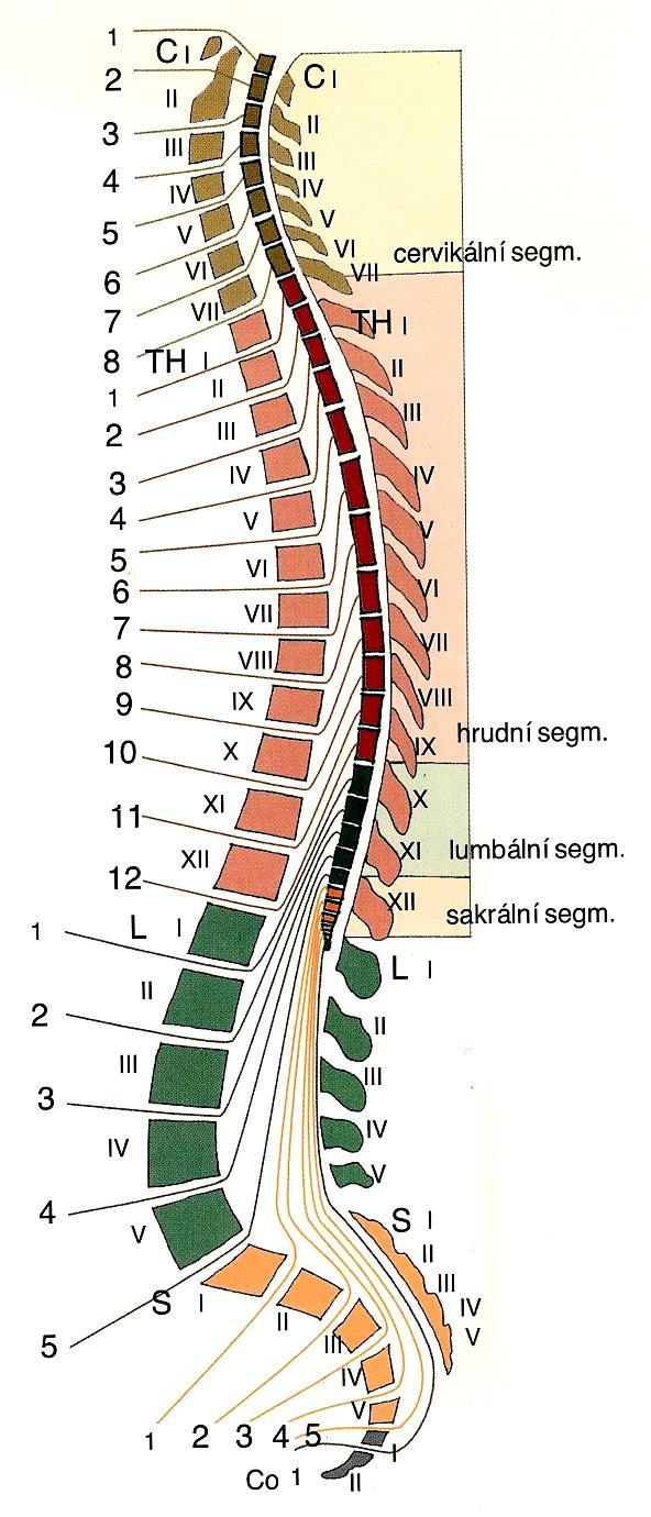 Vertebromedulární topografie VERTEBROMEDULÁRNÍ TOPOGRAFIE Chippaultovo pravidlo přepočet obratlových trnů na míšní segmenty Horní C