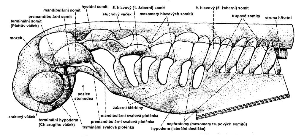 Hlavový