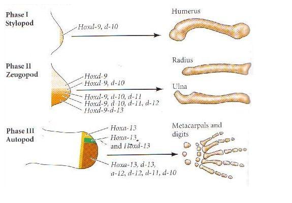 wen jednotná stavba obratlovčí končetiny, stejný základ, stejná regulace vzniku Sonic Hedgehog Shh - morfogen kontrolující vznik a pořadí prstů Časové a místní