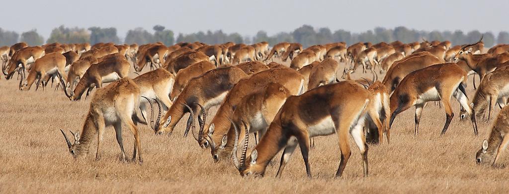 Do obrovského národního parku Kafue, velkého jako Morava, zavítá od ledna do prosince pouhých 10 000 až 13 000 turistů.