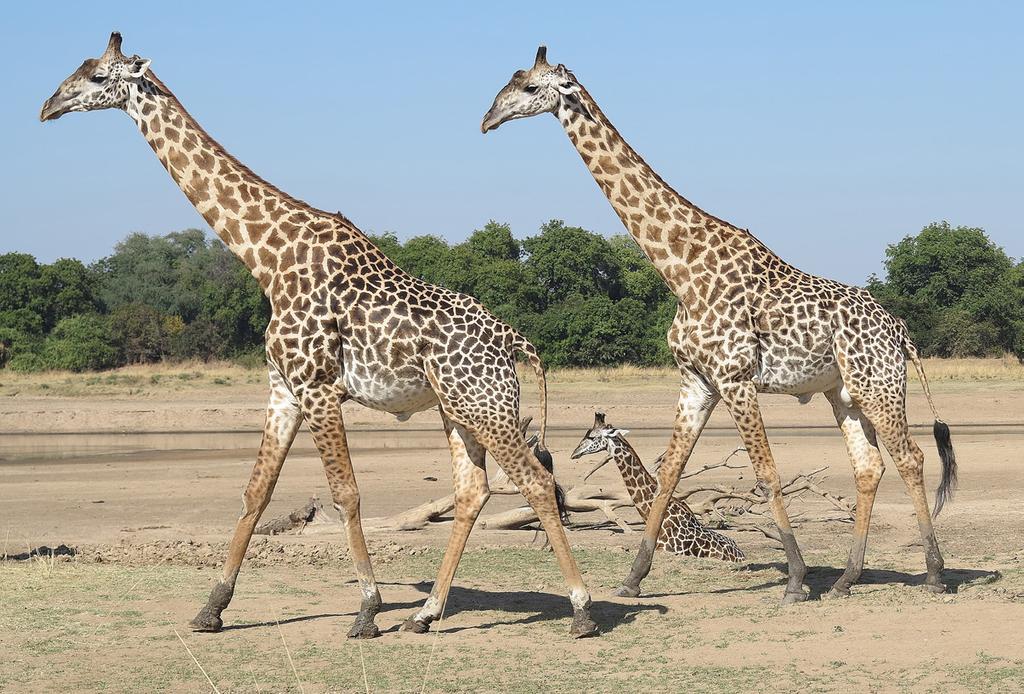 48 Endemická žirafa zambijská Thornicroftova v NP South Luangwa. Její početnost nepřesahuje 1000 kusů.