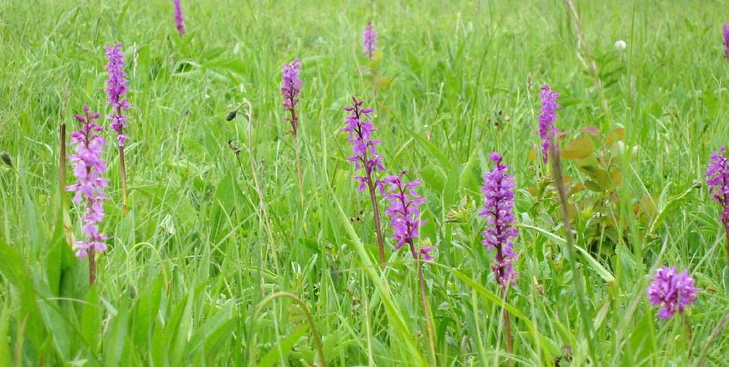 4.1 Zemědělská půda, nelesní zeleň a další krajinné prvky Ostatní Program péče o krajinu 3.3 Environmentálně šetrné systémy vytápění a přípravy teplé vody pro fyzické osoby (např.