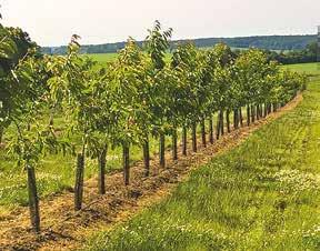 Jedná se o tyto ovocné druhy jablka, třešně, slivoně, hrušně a meruňky. Ovoce lze zakoupit také v podnikové prodejně v areálu VŠÚO nebo na farmářských trzích a různých slavnostech.