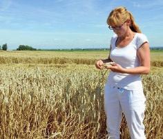 PŠENICE OZIMÁ Butterfly N O V I N K A Rok registrace: 2017 Vyšlechtěno: SŠ Úhřetice Vzlétnout mezi elitu dcera Bohemie s jakostí E výborná mrazuvzdornost dobrý zdravotní stav JAKOST odrůda s