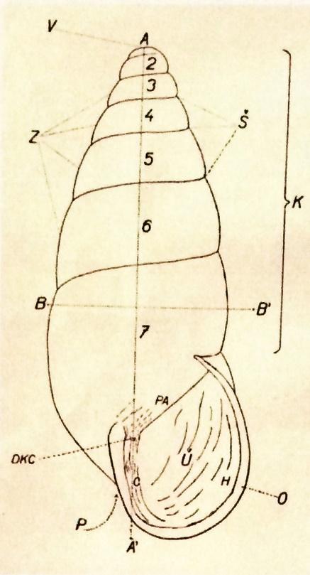 Obr. 12: Ulita plže podle Ložka (1956) K Kotouč, Ú ústí, V vrchol, P píštěl, Z závity, Š šev, O obústí, Pa patro, C cívka, DKC dolní konce cívky, A A - ška