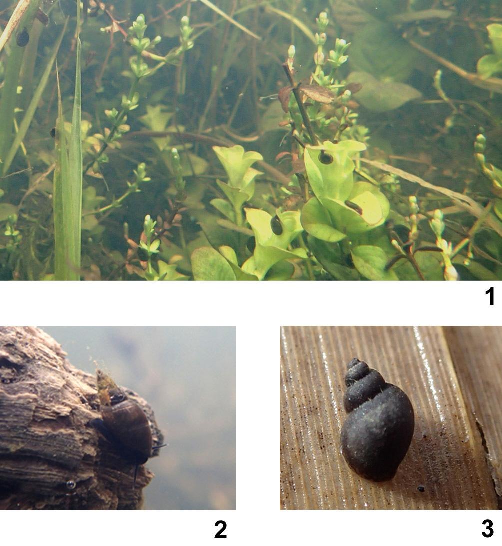 Příloha 1 Obr. 1: Příkop zarostlý vegetací s Anisus leucostoma a Aplexa hypnorum. Lokalita č. 4, foto M. Mergl, 2014.