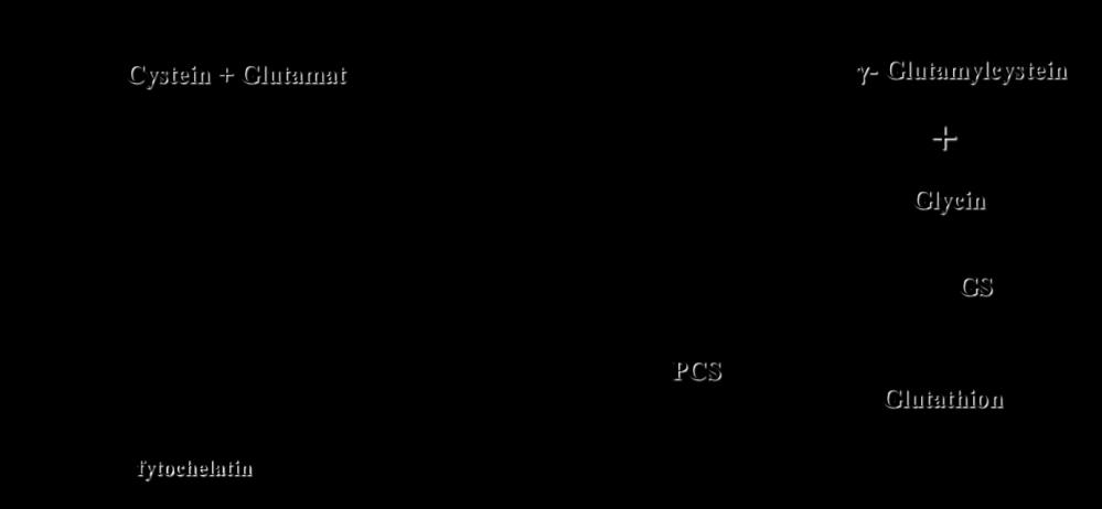 2.1. Syntéza fytochelatinů Fytochelatiny jsou syntetizovány v cytosolu z glutathionu a γ -glutamylcysteinu pomocí enzymu fytochelatinsyntetázy (PCS) Obrázek 2.