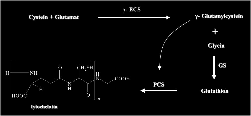 Nejprve vzniká glutathion za účasti dvou sekvenčních ATP dependentních reakcích katalyzovaných enzymy gama-glutamylcys syntetázou (gama-ecs) a následně glutathion syntetázou (GS).
