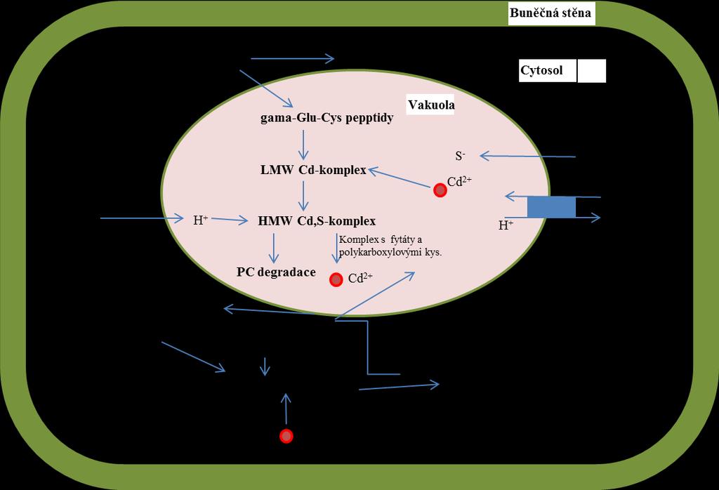 pokračovat ve své funkci. Schéma detoxifikace Cd iontů ukazuje obrázek 3 (Arthur, a kol., 2005, Cobbett, 2000, Gill a Tuteja, 2010, Supalkova, a kol., 2007). Obr. 3 Schéma detoxifikaci fytochelatinů.