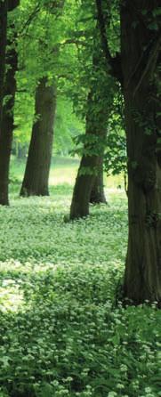 2 FSC ČR - Výroční zpráva 2012 Základní myšlenkou mezinárodní organizace Forest Stewardship Council (FSC ) je podporovat environmentálně vhodné, sociálně přínosné a ekonomicky životaschopné