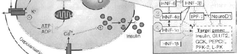 49 12]. Transient neonatal diabetes mellitus resolves within a median of3 months [17]. On the contrary, patients with permanent neonatal diabetes mellitus (PND) remain insulin dependent [17].