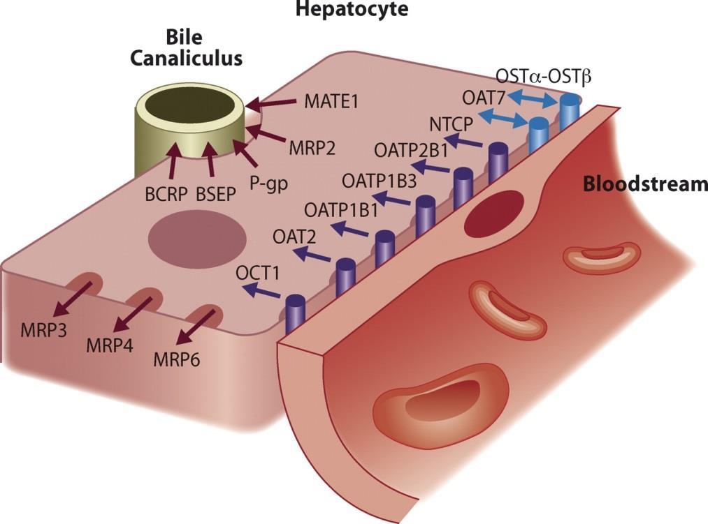 Transportní systémy facilitující vstup xenobiotik do hepatocytu (influxní