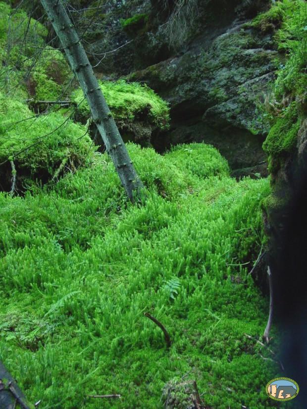 Vegetace a flóra Smrčiny Fragmentární extrazonální výskyt na stinných a vlhkých dnech pískovcových roklí, horské druhy v podrostu violka dvoukvětá (Viola biflora), mléčivec alpský (Cicerbita alpina),