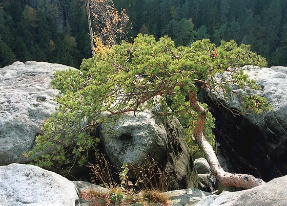 Vegetace a flóra Kyselé skalní bory Vázány na azonální, živinami i bázemi chudá stanoviště exponovaných