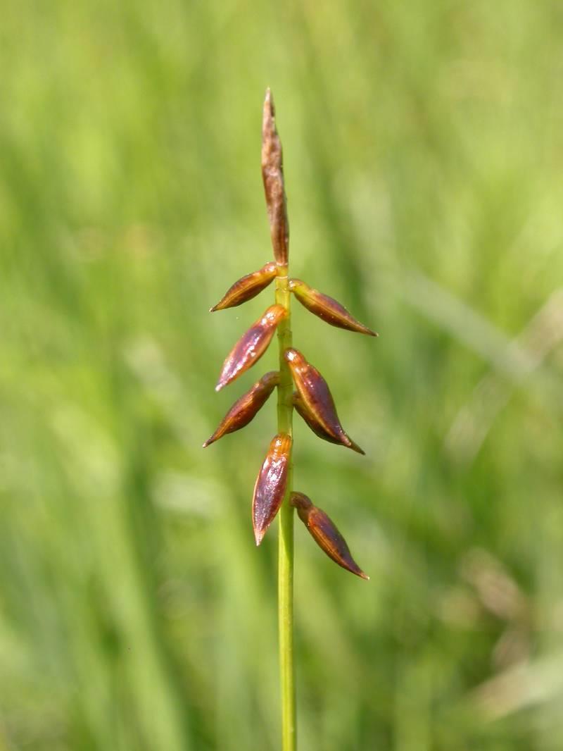 (Carex lasiocarpa)