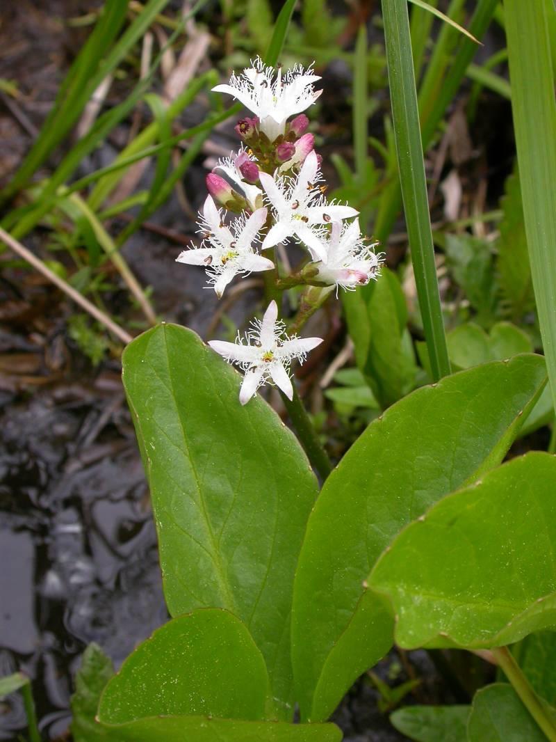 palustris) vachta