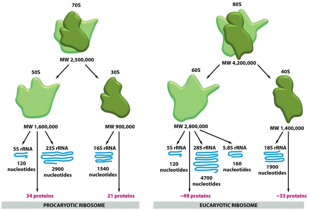 Figure 6-63 Molecular Biology of