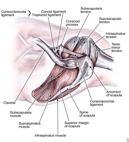 Anatomie Rotátorová manžeta: m. supraspinatus, m. infraspinatus, m. teres minor, m.