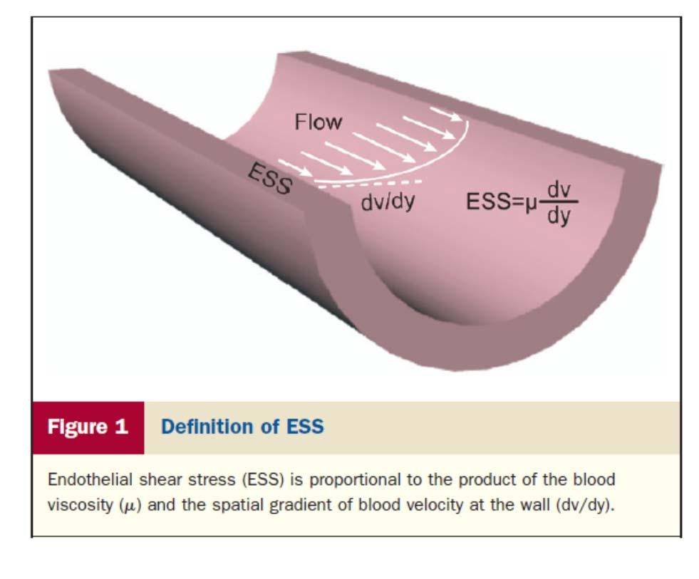 Endothelial shear