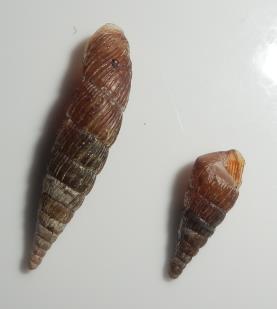 Příloha 5 Obrázek 2: Discus rotundatus (4 mm, 2