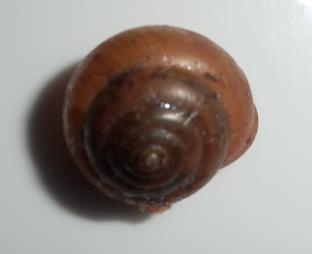 hispidus (6 mm) Obrázek 6: Monachoides