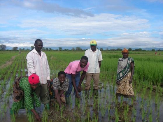 Zpráva o činnosti v Tanzanii Projekt Podpora farmaření - úvod Během roku 2016 jsme rozšířili počet podpořených svépomocných skupin na osm, celkem je tedy v projektu přímo zapojeno šedesát čtyři lidí.