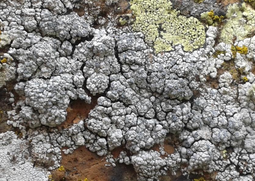 Lecanora pannonica Szatala Tato misnička se vyznačuje světle šedou puchýřkovitě aerolovitou stélkou s typickými modro-šedými sorály (Obr. 9), vzácně se vyskytuje i v plodném stavu.