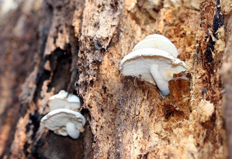 Elateridarium 11: 17-110, 2017 33 Lacon lepidopterus druh známý ze zóny jedlových lesů, příležitostně osídluje i duby a smrky. Vyvíjí se v trouchnivém dřevě padlých kmenů a pahýlů (pařezů).