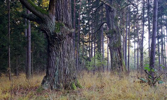 Týniště nad Orlicí, bývalá Týnišťská obora, duby u