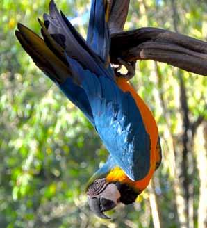7. den VODOPÁDY IGUAZÚ Návštěva brazilské strany vodopádů.