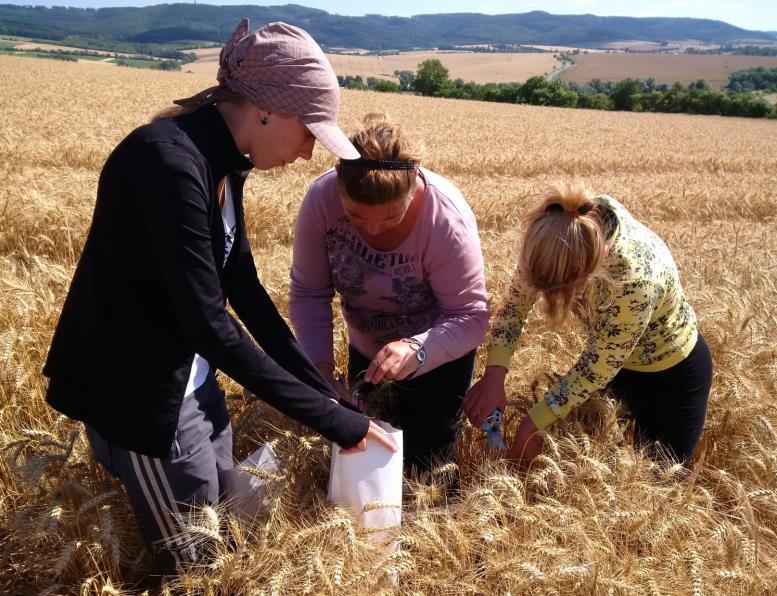 Obr. 16 Graf vztahu mezi NDVI měřených Greenseekerem a množství nadzemní biomasy (vlevo) či obsahu N v rostlinnách (vpravo) 2.7.