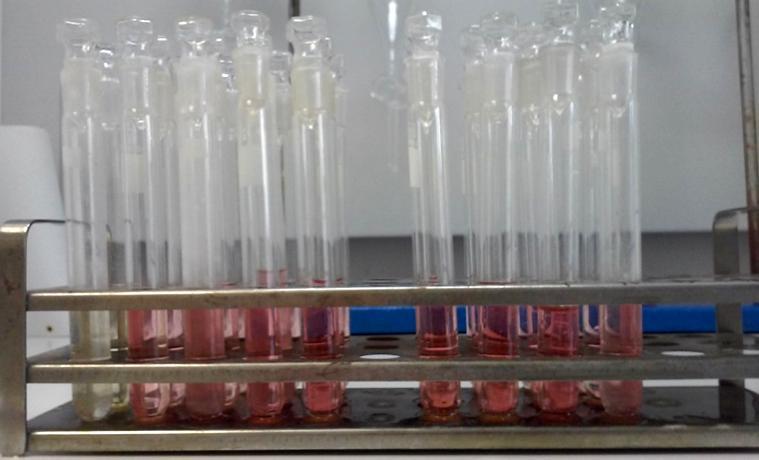 A Obr. 12: Získané růžovo-oranžové zabarvení vzorků během stanovení arabinoxylanů 3.4.2.1 Měření kalibrační závislosti Kalibrační závislost byla jak u vzorku zrna ječmene, tak u vzorků sladiny stanovena na D-(+)- xylosu.