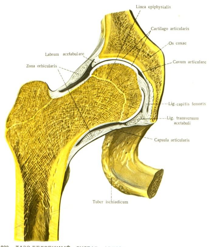 Articulatio coxae Enarthrosis