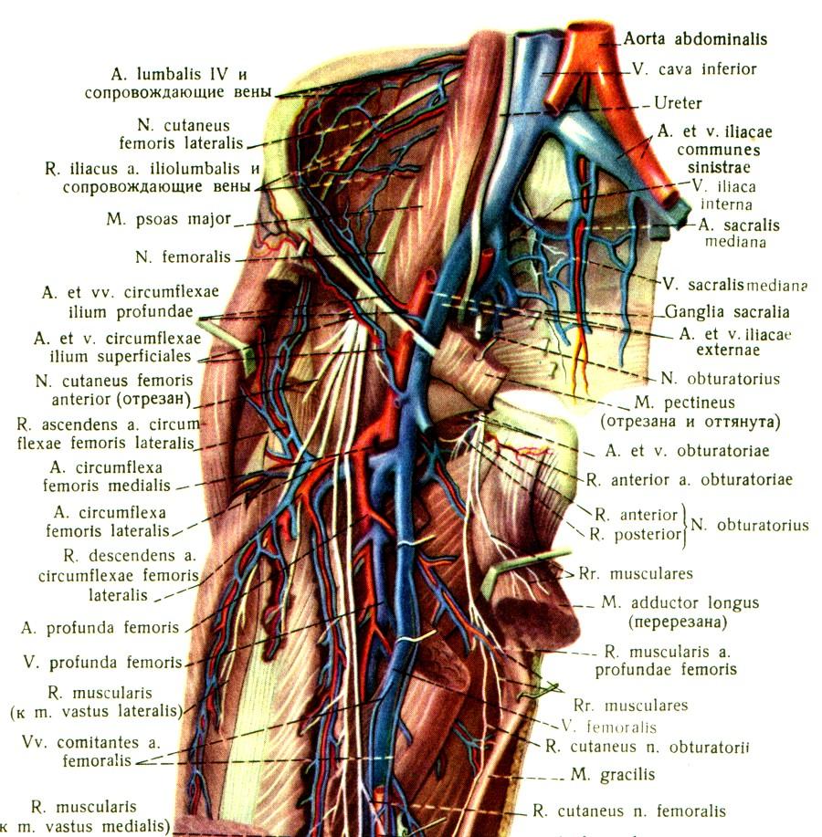 N. femoralis, a.+ v.