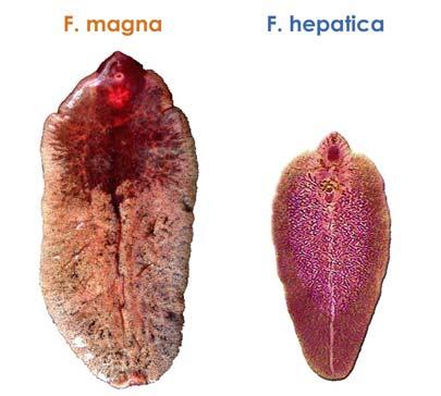 ? IMUNOBLOT možnost odlišení infekce F. magna a F.