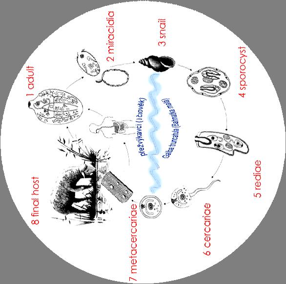 Fascioloides a