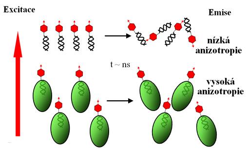 Studium vazby molekul za použití anizotropie fluorescence Změna anizotropie fluorescence je používána při popisu vzájemné interakce molekul.