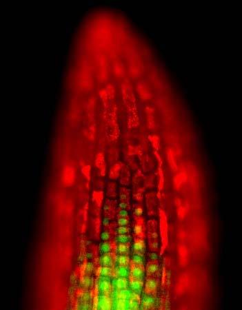 Postup při přípravě preparátu pro in vivo mikroskopii a analýze distribuce fluorescenčních proteinů v semenáčcích A.