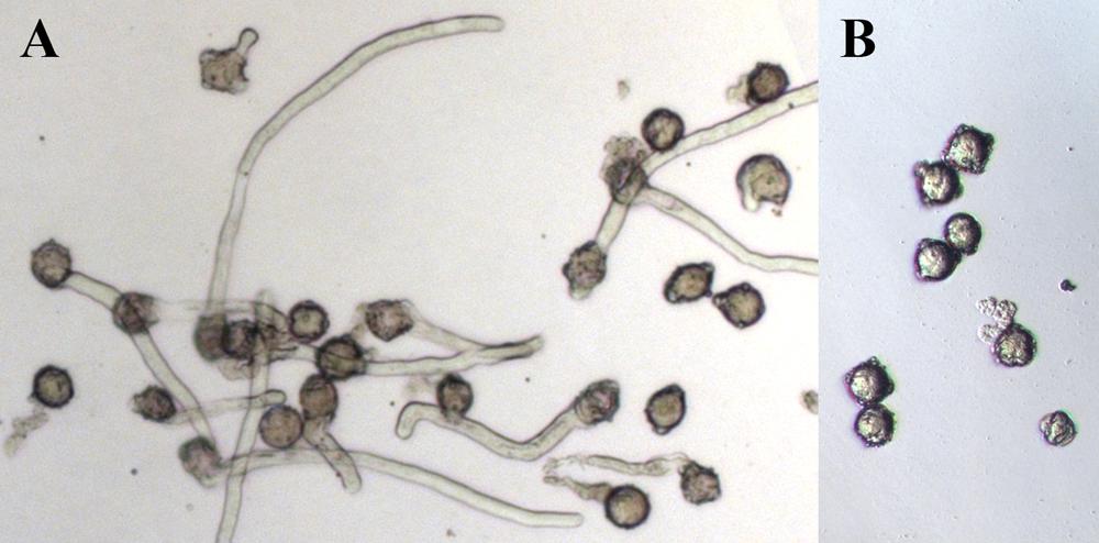 3. Umlčování mrna v pylových láčkách Cíl úlohy 3 Prokázat aktivitu posttranskripčního umlčování na úrovni RNA (RNAi) i během progamické fáze a demonstrovat důležitost translace pro správný růst
