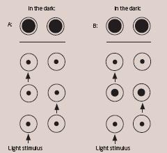 Pupilární reflexy velikost a tvar zornic (rozdíl max. 0,5 mm!