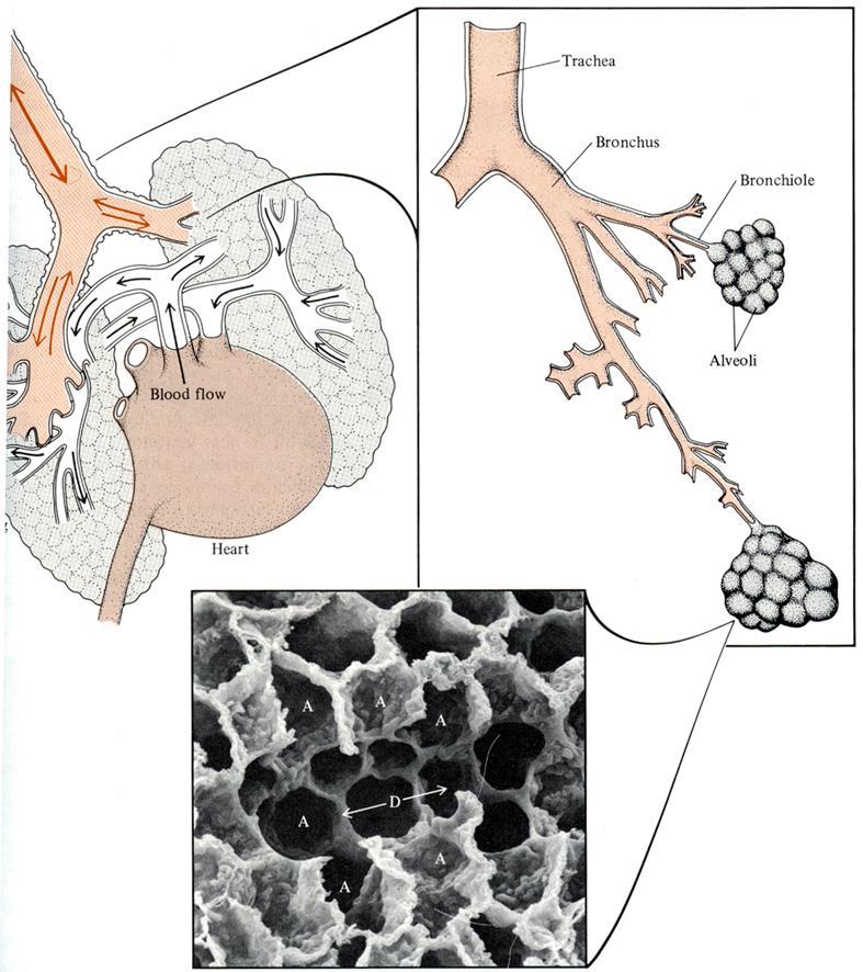 Schéma savčích plic Lidské plíce - 150 x 10 6 alveolů o