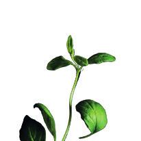 rostliny dosáhnou výšky 4 5 cm Sklízejte mladé vrcholky i větší listy, rostliny se tím