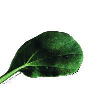 3-5 Rychle rostoucí / Tatsoi Brukev zelí čínské 'Tatsoi' Brassica rapa var. rosularis Asijská listová zelenina s tmavě zelenými lžičkovitými listy, krásný růst. Chuťově připomíná špenát a jemné zelí.