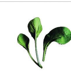 Brassica oleracea - Curled Green / Pok Choy Brukev zelí čínské pak choi Brassica rapa var.