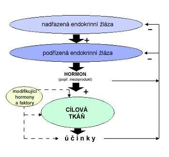 Zpětnovazební regulační mechanismy při řízení funkce endokrinních ţláz ukazuje následující