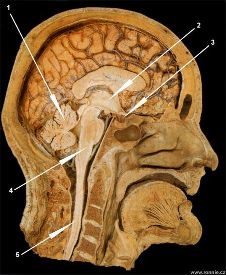 1.mozeček 2.hypotalamus 3.